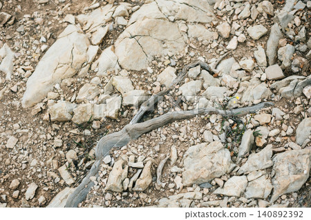 Natural rocky terrain with stony path and weathered branch in arid landscape Natural rocky terrain with stony path and weathered branch in arid landscape 140892392