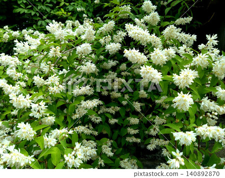 A scene of white deutzia flowers in full bloom, adding color to the early summer. A scene of white deutzia flowers in full bloom, adding color to the early summer. 140892870