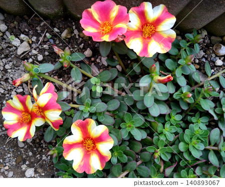 A summer flowerbed in which vibrant variegated portulaca flowers bloom. A summer flowerbed in which vibrant variegated portulaca flowers bloom. 140893067