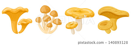 Chanterelle mushroom collection. Different chanterelle mushrooms flat vector illustration set. Edible forest fungi isolated on white background Chanterelle mushroom collection. Different chanterelle mushrooms flat vector illustration set. Edible forest fungi isolated on white background 140893128