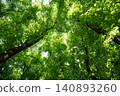 Tree canopies with vibrant green foliage seen from below 140893260