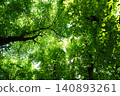 Tree canopies with vibrant green foliage seen from below 140893261