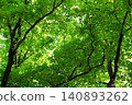 Tree canopies with vibrant green foliage seen from below 140893262