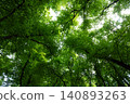 Tree canopies with vibrant green foliage seen from below 140893263