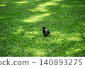Corvus cornix is a bird in the crow family. It has black and gray plumagem 140893275