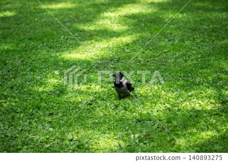 Corvus cornix is a bird in the crow family. It has black and gray plumagem Corvus cornix is a bird in the crow family. It has black and gray plumagem 140893275