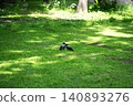 Corvus cornix is a bird in the crow family. It has black and gray plumagem 140893276