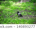 Corvus cornix is a bird in the crow family. It has black and gray plumagem 140893277
