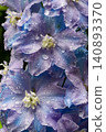 Delphiniums wet with rain 140893370