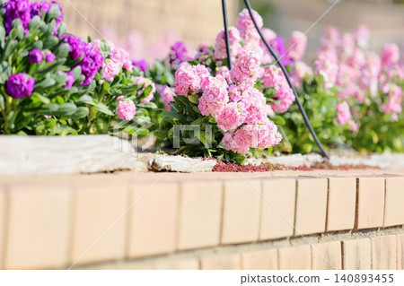 Cute stock flowers Cute stock flowers 140893455