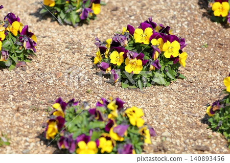 Cute viola flower Cute viola flower 140893456