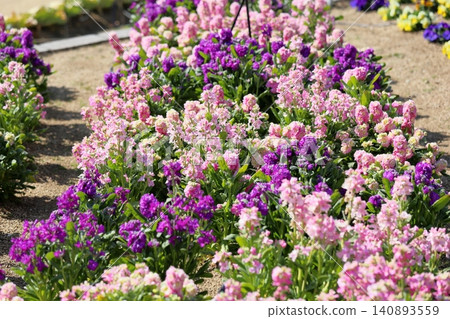 Cute stock flowers that herald spring 140893559