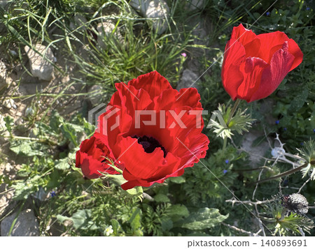 Spring bloom of anemones (Anemone coronaria) in the Negev Spring bloom of anemones (Anemone coronaria) in the Negev 140893691