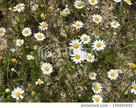 Palestinian Chamomile (Anthemis palestina) Palestinian Chamomile (Anthemis palestina) 140893692