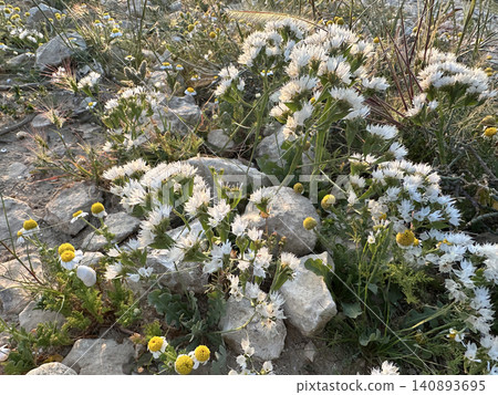 Desert Statice or Winged Sea Lavender (Limonium lobatum) Desert Statice or Winged Sea Lavender (Limonium lobatum) 140893695