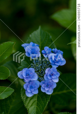 Blue Hydrangea Blue Hydrangea 140893718