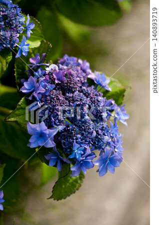 Purple hydrangea Purple hydrangea 140893719