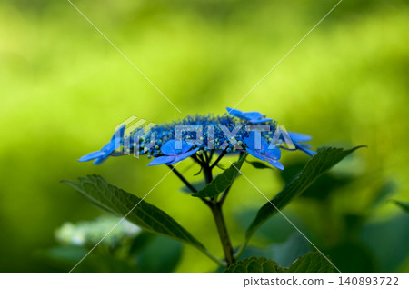 藍色繡球花 140893722