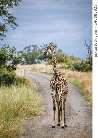 Giraffe in Greater Kruger National park, South Africa Giraffe in Greater Kruger National park, South Africa 140893925