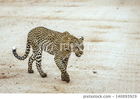 Leopard in Greater Kruger National park, South Africa Leopard in Greater Kruger National park, South Africa 140893929