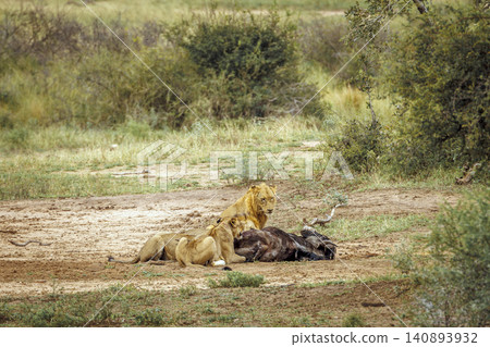 African lion in Greater Kruger National park, South Africa African lion in Greater Kruger National park, South Africa 140893932