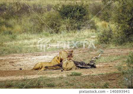 African lion in Greater Kruger National park, South Africa African lion in Greater Kruger National park, South Africa 140893941