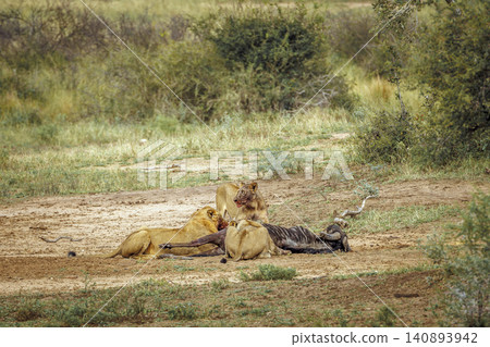 African lion in Greater Kruger National park, South Africa African lion in Greater Kruger National park, South Africa 140893942