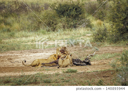 African lion in Greater Kruger National park, South Africa African lion in Greater Kruger National park, South Africa 140893944