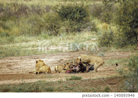 African lion in Greater Kruger National park, South Africa African lion in Greater Kruger National park, South Africa 140893946
