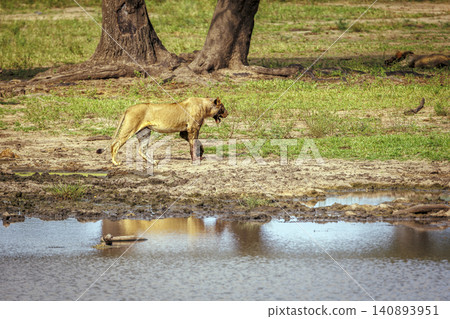 African lion in Greater Kruger National park, South Africa African lion in Greater Kruger National park, South Africa 140893951