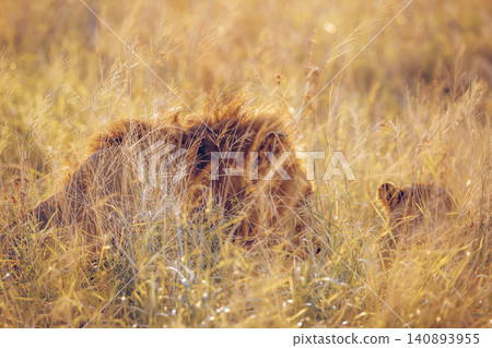 African lion in Greater Kruger National park, South Africa African lion in Greater Kruger National park, South Africa 140893955
