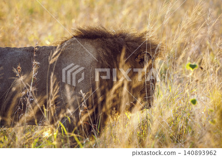 African lion in Greater Kruger National park, South Africa African lion in Greater Kruger National park, South Africa 140893962