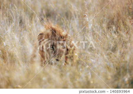 African lion in Greater Kruger National park, South Africa African lion in Greater Kruger National park, South Africa 140893964