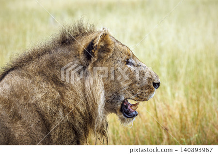 African lion in Greater Kruger National park, South Africa 140893967