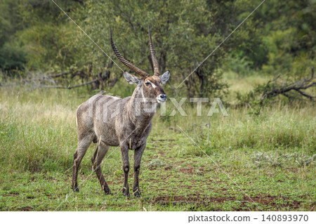 Common Waterbuck in Greater Kruger National park, South Africa Common Waterbuck in Greater Kruger National park, South Africa 140893970