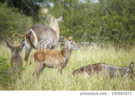 Common Waterbuck in Greater Kruger National park, South Africa Common Waterbuck in Greater Kruger National park, South Africa 140893972