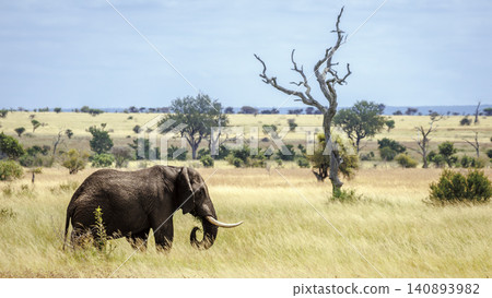 African bush elephant in Greater Kruger National park, South Africa African bush elephant in Greater Kruger National park, South Africa 140893982