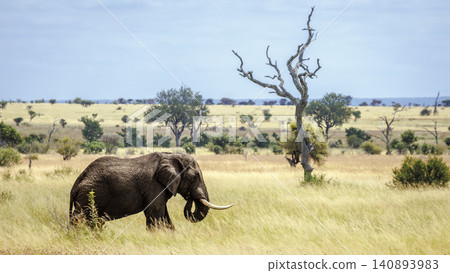 African bush elephant in Greater Kruger National park, South Africa African bush elephant in Greater Kruger National park, South Africa 140893983