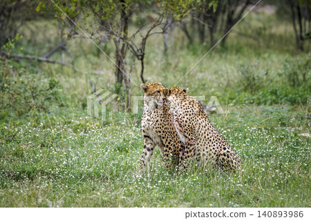 Cheetah in Greater Kruger national  park, South Africa 140893986