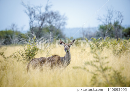 Greater kudu in Greater Kruger National park, South Africa 140893993