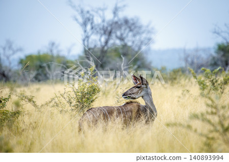 Greater kudu in Greater Kruger National park, South Africa Greater kudu in Greater Kruger National park, South Africa 140893994