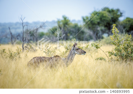 Greater kudu in Greater Kruger National park, South Africa Greater kudu in Greater Kruger National park, South Africa 140893995