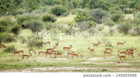 Common Impala in Greater Kruger National park, South Africa Common Impala in Greater Kruger National park, South Africa 140893998