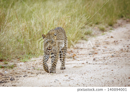 Leopard in Greater Kruger National park, South Africa Leopard in Greater Kruger National park, South Africa 140894001