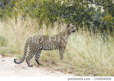 Leopard in Greater Kruger National park, South Africa Leopard in Greater Kruger National park, South Africa 140894008