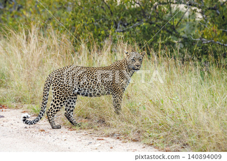 Leopard in Greater Kruger National park, South Africa Leopard in Greater Kruger National park, South Africa 140894009