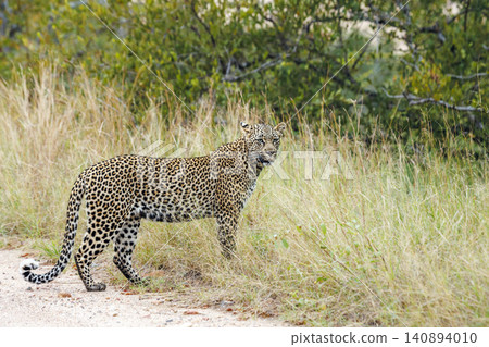 Leopard in Greater Kruger National park, South Africa Leopard in Greater Kruger National park, South Africa 140894010