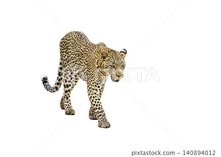 Leopard in Greater Kruger National park, South Africa Leopard in Greater Kruger National park, South Africa 140894012