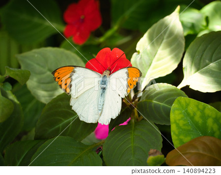 Nectar-feeding butterfly Nectar-feeding butterfly 140894223