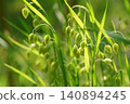 Briza maxima in early summer 140894245